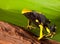 Poison dart frog bright orange on green leaf