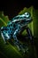 Poison Dart Frog Dendrobates Tinctorius