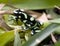 Poison dart frog, green and black