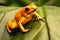 Poison dart frog Phyllobates terribilis orange