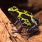 Poison dart frog poisonous animal