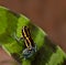 Poison dart frog poisonous animal of amazon jungle