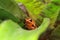 Poison dart frog pumillio perched in a plant