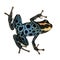 Poison Dart Frog - ranitomeya amazonica or Dendrob