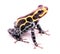 Poison dart frog Ranitomeya imitator baja huallaga