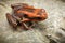 Poison dart frog with tadpole on its back, Andinobates bombetes