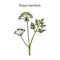 Poison hemlock Conium maculatum , medicinal plant