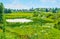 The poison hemlock on the meadow, Suzdal