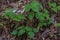 Poison ivy in a forest