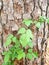 Poison ivy growing on a pine tree north Carolina bark