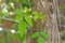 Poison Ivy growing wild on tree