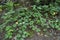 Poison Ivy Habit in Ontario Forest