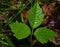 Poison Ivy Leaf