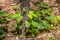 Poison ivy new growth closeup