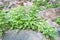 Poison ivy in sandstone canyon