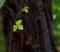 Poison ivy vine in autumn