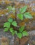 A poison ivy vine growing up a garden wall