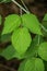 Poison Ivy â€“ Toxicodendron radicans