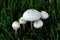 Poison Mushroom - Chlorophyllum molybdites
