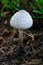 Poison Mushroom - Chlorophyllum molybdites