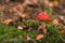 Poison mushrooms autumn forest