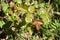 Poison Oak Leaves Close Up For Plant Identification High Quality