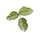 Poison Oak Leaves Isolated