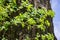 Poison oak vine climbing on a tree trunk, California