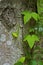 Poison Oak Vine Growing on a Tree