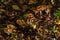 Poison Pie Mushroom Hebeloma crustuliniforme growing through the autumnal leaves