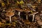 Poison Pie Mushroom Hebeloma crustuliniforme growing through the autumnal leaves