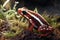 Poison red frog
