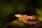 Poison snake Fer-de-lance in nature habitat. Common Lancehead, Bothrops atrox, in tropic forest. Poison animal in the dark jungle.
