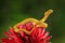 Poison snake from tropic forest. Yellow Eyelash Palm Pitviper, Bothriechis schlegeli, on the red wild flower. Wildlife scene from