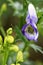 Poisonous aconite in macro photography.