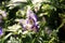 Poisonous aconite in macro photography.