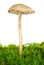 Poisonous agaric (Mycena cinerella)