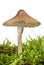 Poisonous agaric (Mycena inclinata)