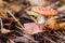 Poisonous Amanita close-up in deciduous forest, poisonous inedible toadstool, but very beautiful mushroom in bright