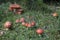 Poisonous Amanita mascara aka fly agaric mushroom in the forest