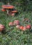 Poisonous Amanita mascara aka fly agaric mushroom in the forest