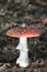 Poisonous Amanita mascara aka fly agaric mushroom in the forest