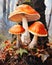 Poisonous Beauties: A Trio of Vibrant Amanita Mushrooms in a Bor