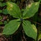 Poisonous berry on Herb-paris or true lover`s knot, Paris quadrifolia, close-up, selective focus, shallow DOF