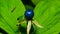Poisonous berry on Herb-paris or true lover`s knot, Paris quadrifolia, close-up, selective focus, shallow DOF
