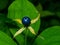 Poisonous berry on Herb-paris or true lover`s knot, Paris quadrifolia, close-up, selective focus, shallow DOF