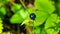 Poisonous berry on Herb-paris or true lover`s knot, Paris quadrifolia, close-up, selective focus, shallow DOF