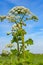 Poisonous blooming giant weed hogweed