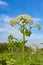 Poisonous blooming giant weed hogweed