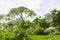 Poisonous blooming giant weed hogweed